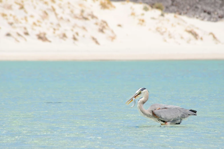 a big bird with a long beak standing in the water