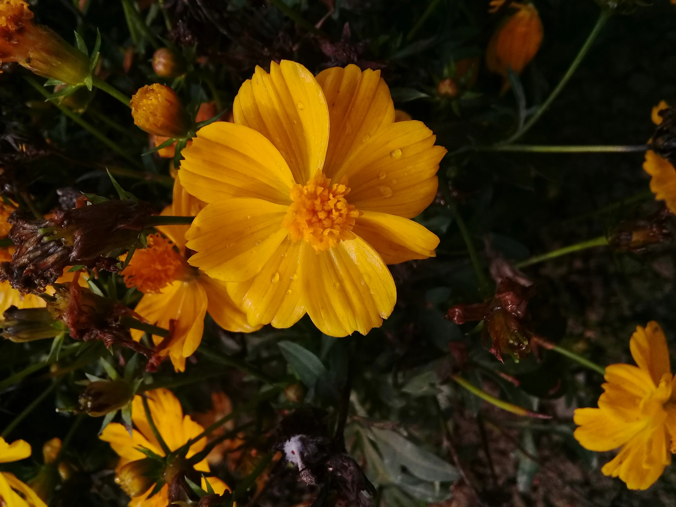 some flowers that are growing in some grass