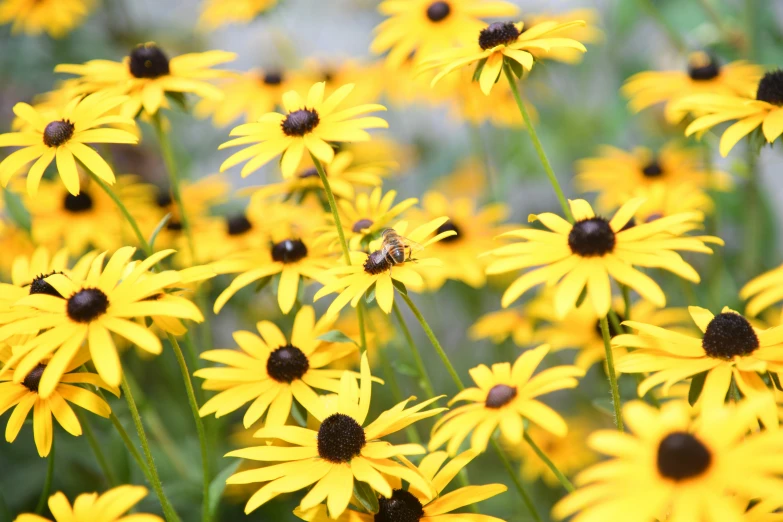 a field with lots of yellow flowers