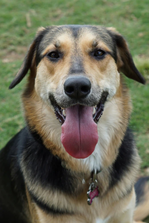 a dog is sitting in the grass with his tongue hanging out