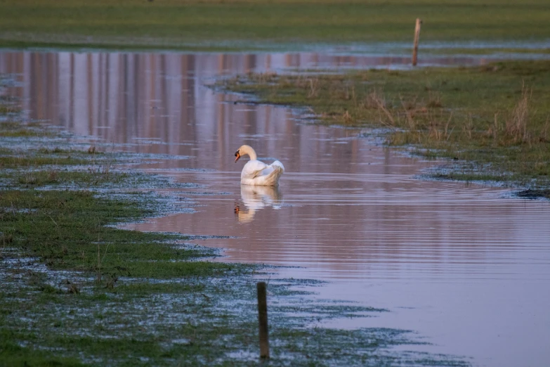 the goose is swimming in the pond in the field