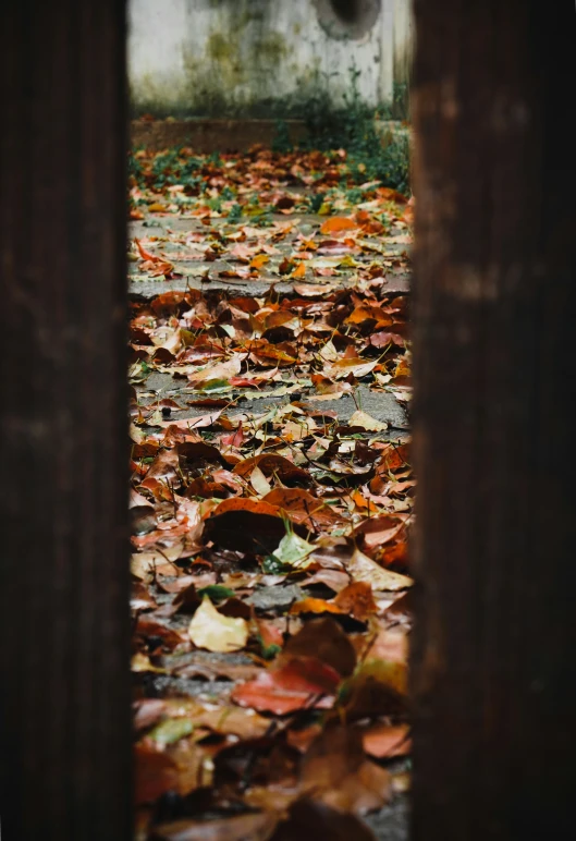 leaves fall on the floor behind a doorway