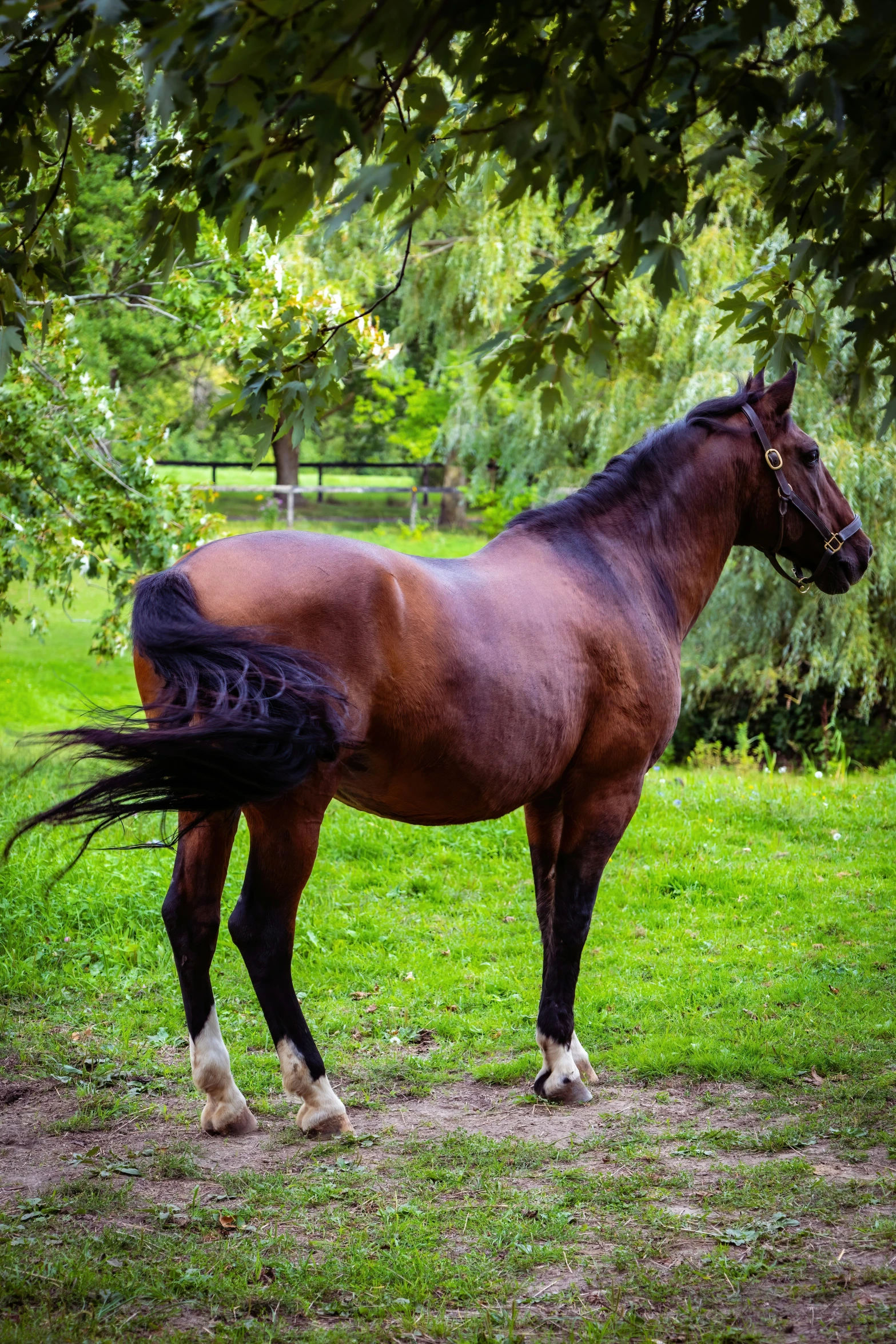 a horse standing in a grassy field next to trees