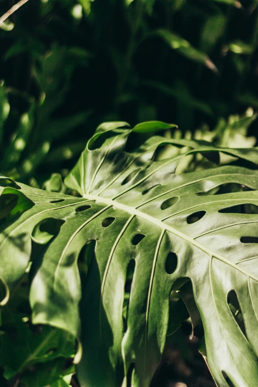 a close up of leaves of a plant