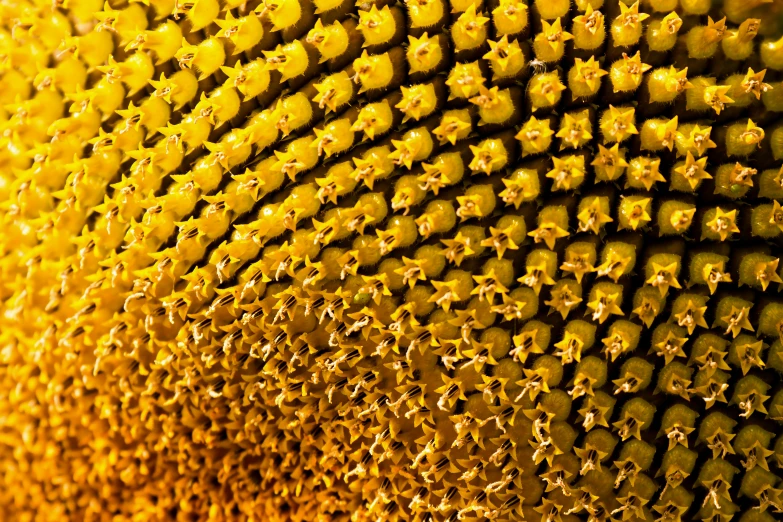 some sort of yellow and black texture on a sunflower