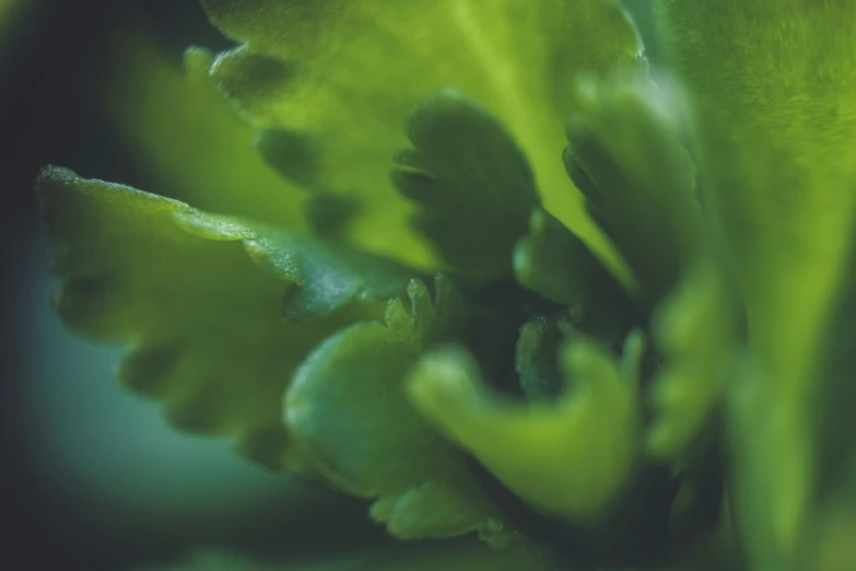 green leaves with dark background with green tip