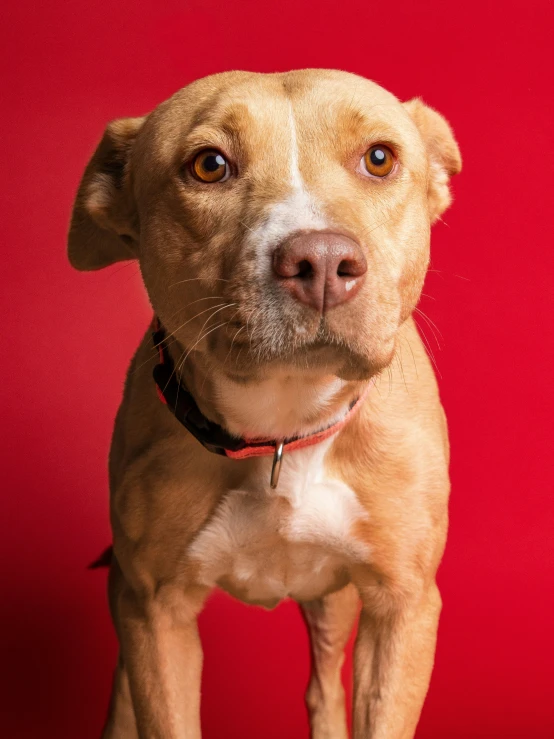 a dog is standing in front of a red background