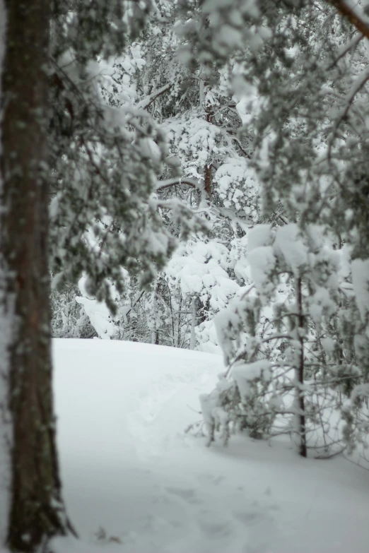 a couple of people are skiing through the snow