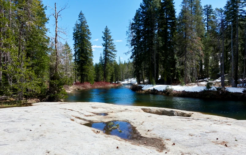 a large body of water surrounded by pine trees