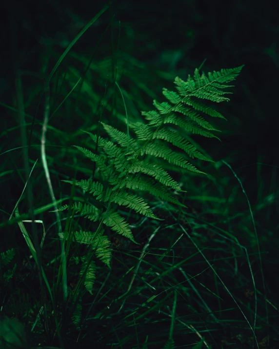 a green fern leaf glowing brightly in the dark