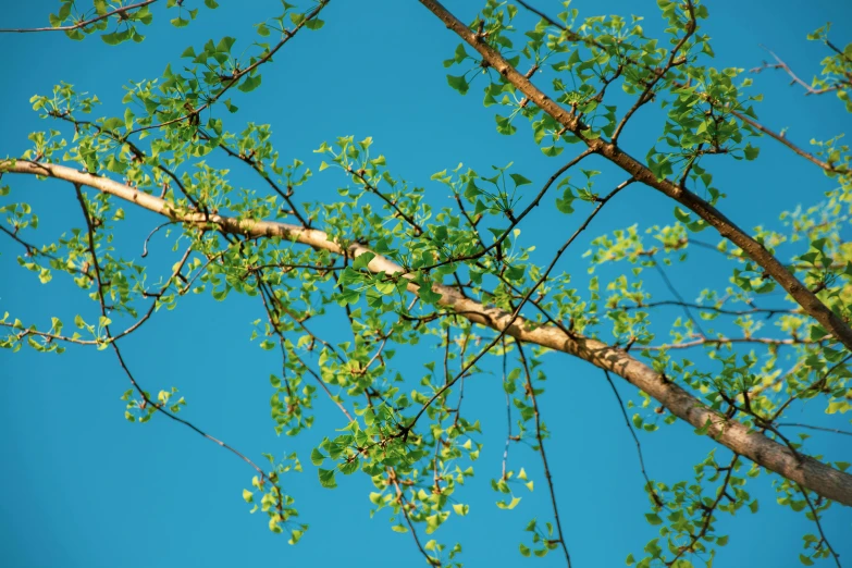 green leaves on the nches and the blue sky