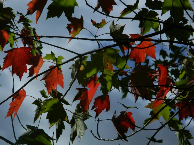 the red leaves of maples are starting to change colors