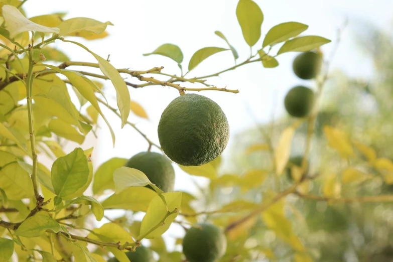 a lime on the tree that has been cut to look like an avocado