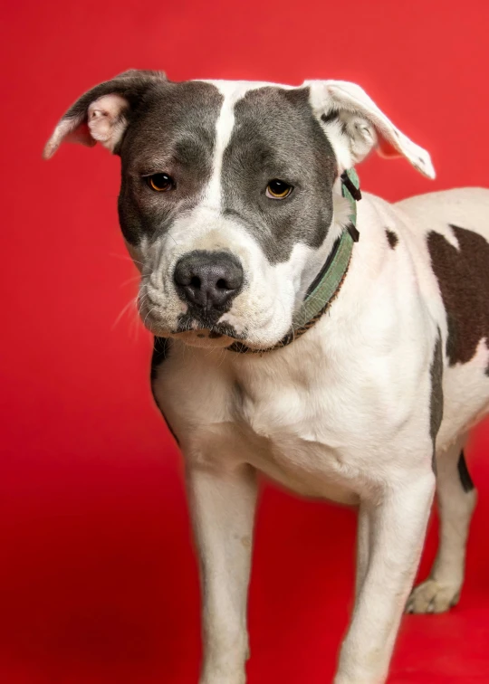 a dog standing against a red backdrop