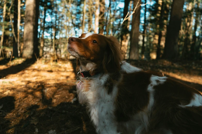 a dog looking up into the sky with woods behind it