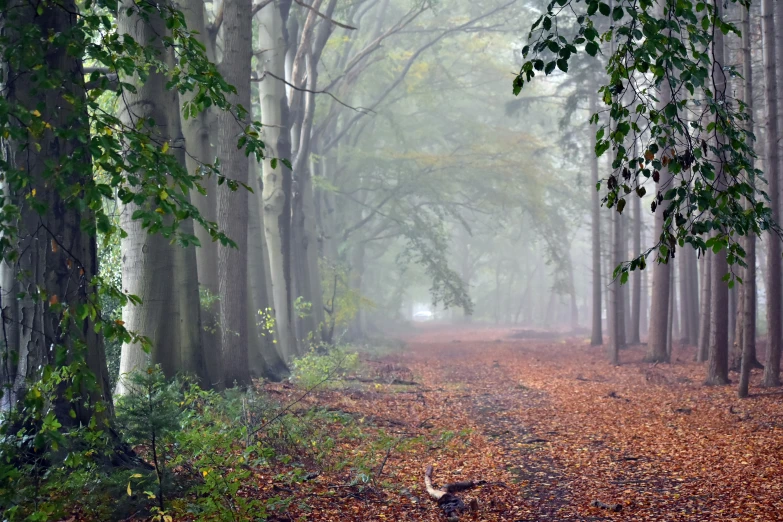 there is a forest trail that has lots of trees