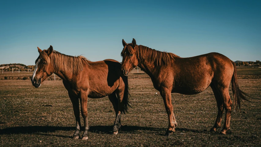 two horses standing in the middle of a field