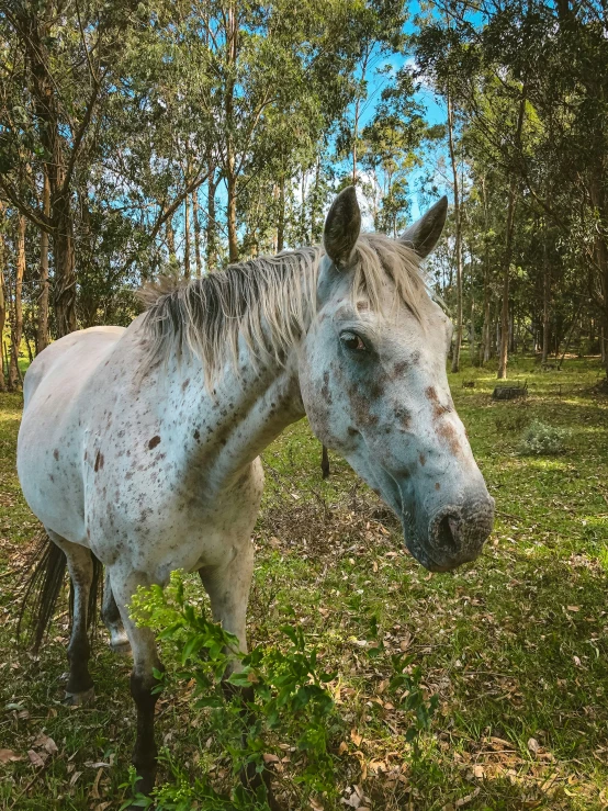 a white horse in a field covered with dirt and grass