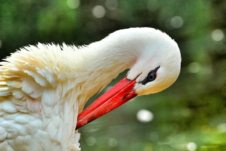a white bird with a large red beak