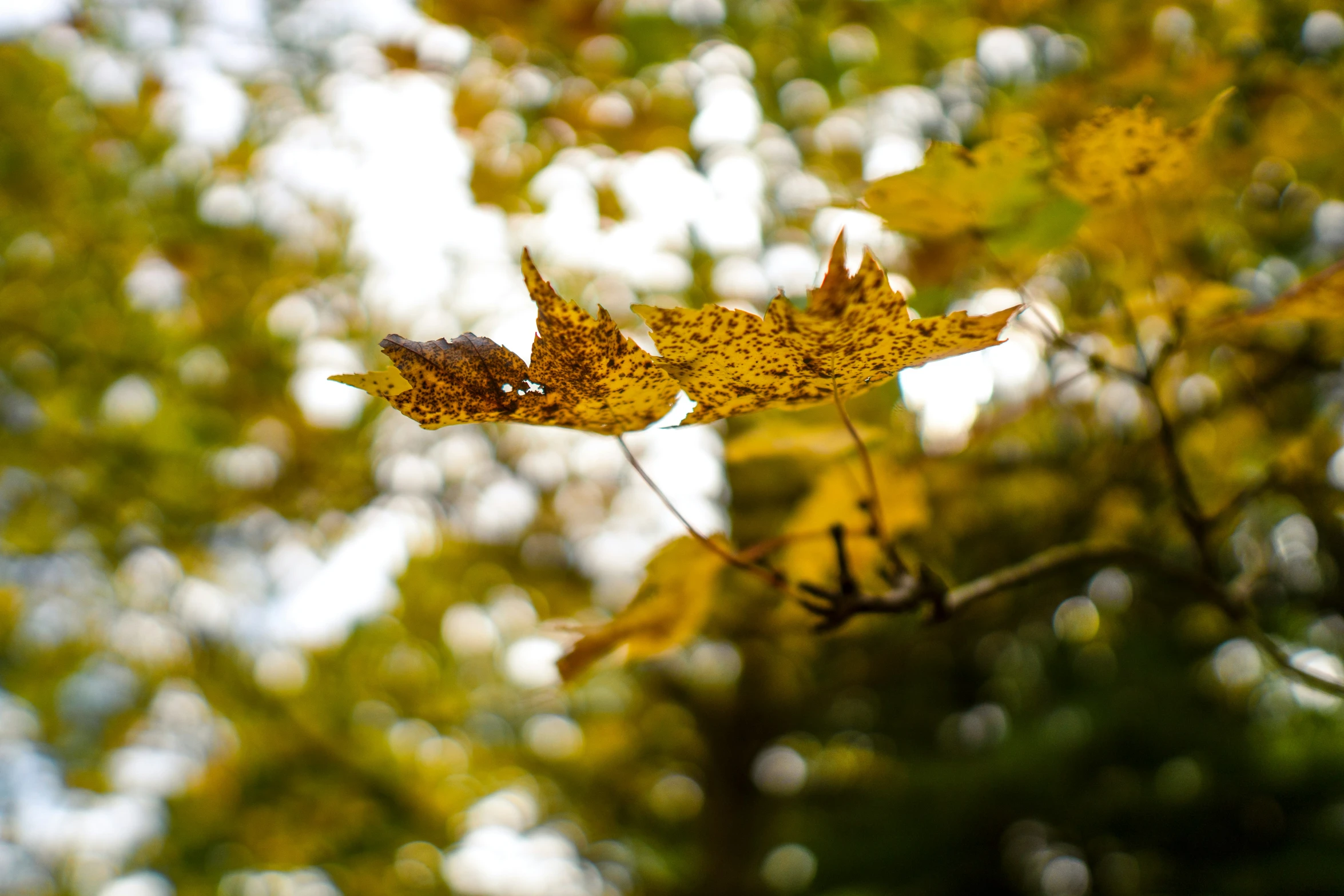 some leaves that are on the tree and very bright