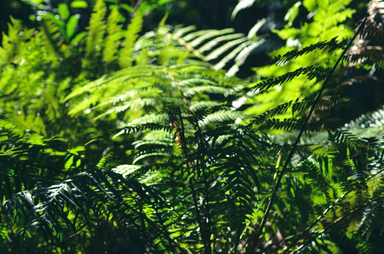 many green leaves of the plant with a blurry background