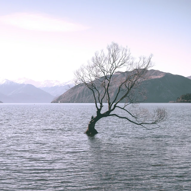 the single tree is bent over the lake