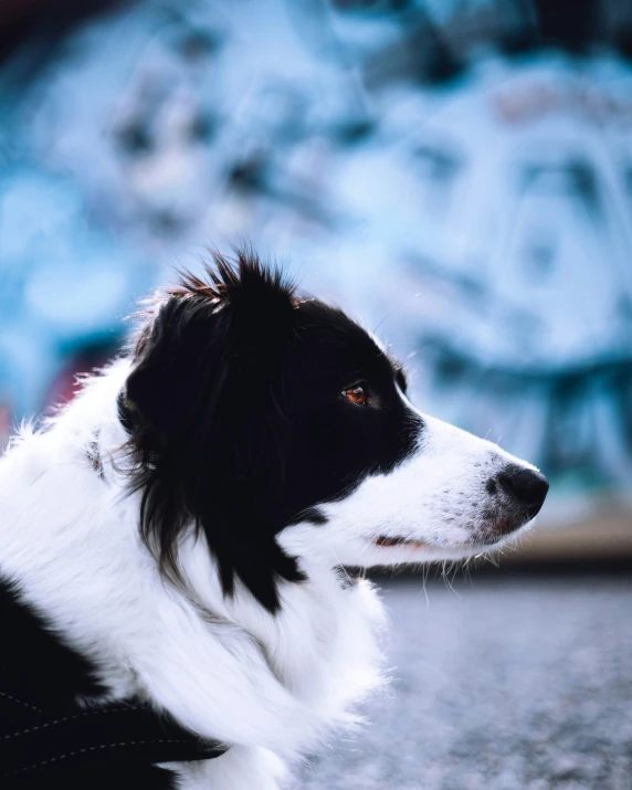 a black and white dog with hair on top of his head