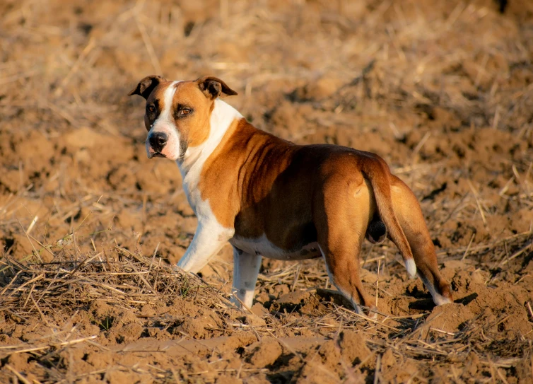 the dog is in a field of bare dry brown grass