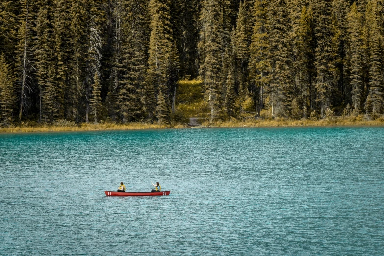 people in a canoe floating near trees on the shore