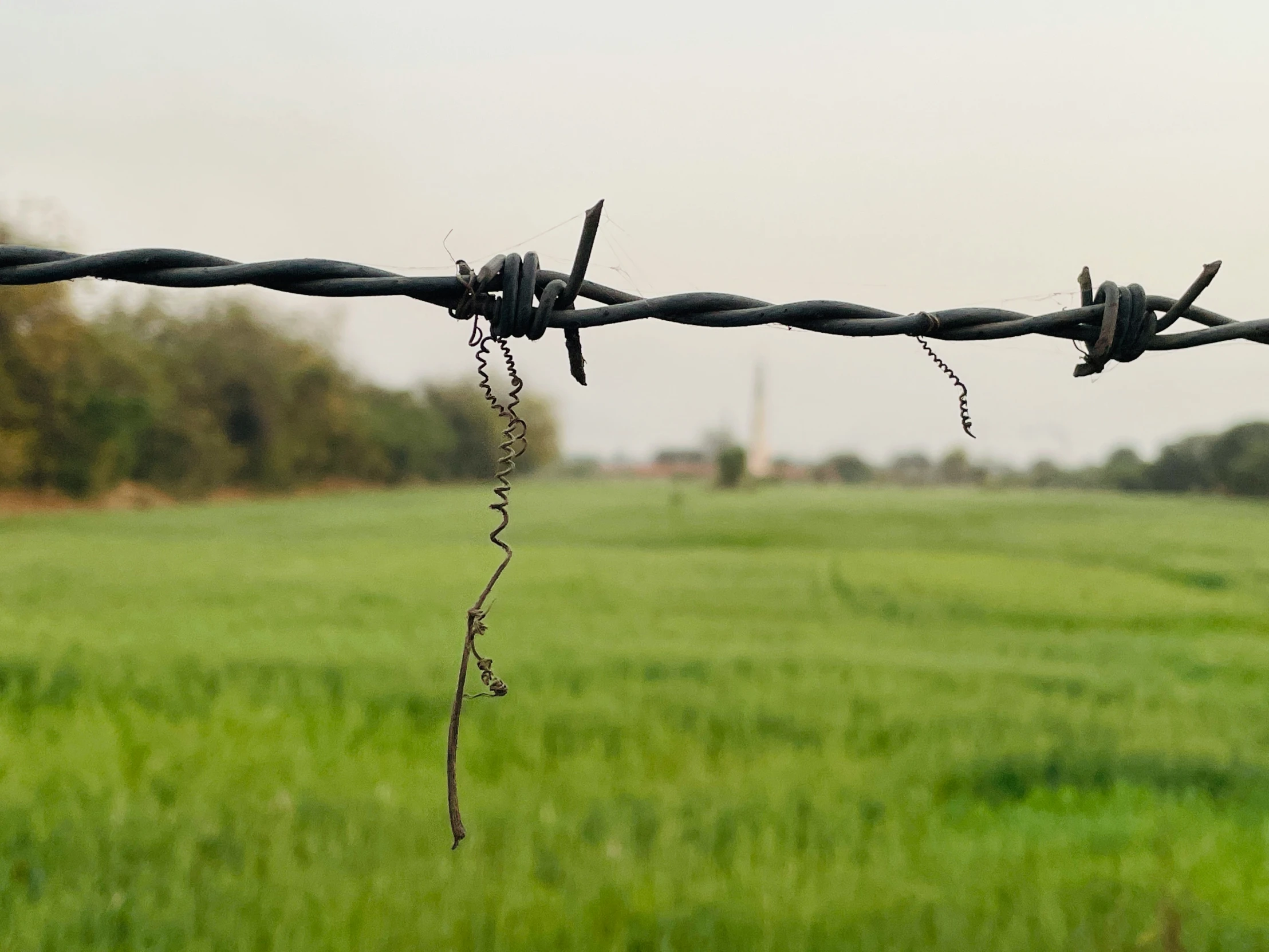 barbed wire enclosing a grassy field with tall grass in the background