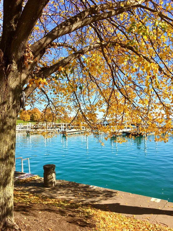 a couple of trees sitting near the water