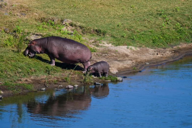 two large hippopotamus grazing by the water