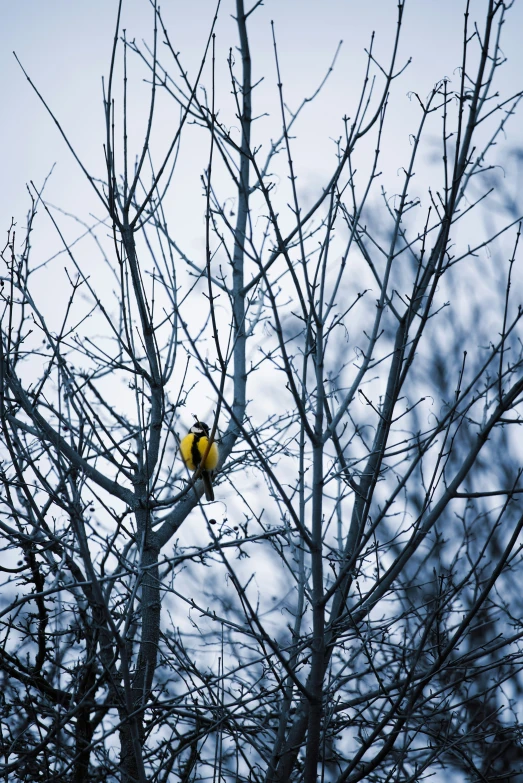 a tree has a bunch of nches with a bird in the nch