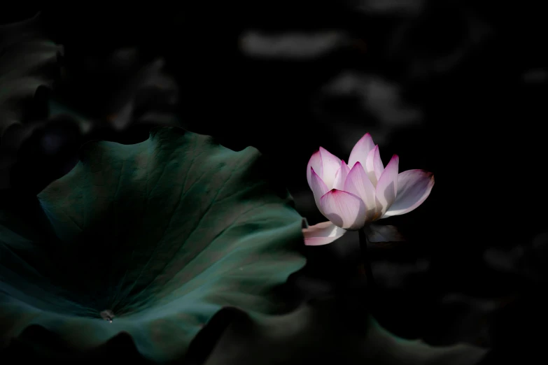 a lotus flower is blooming on top of a large green leaf