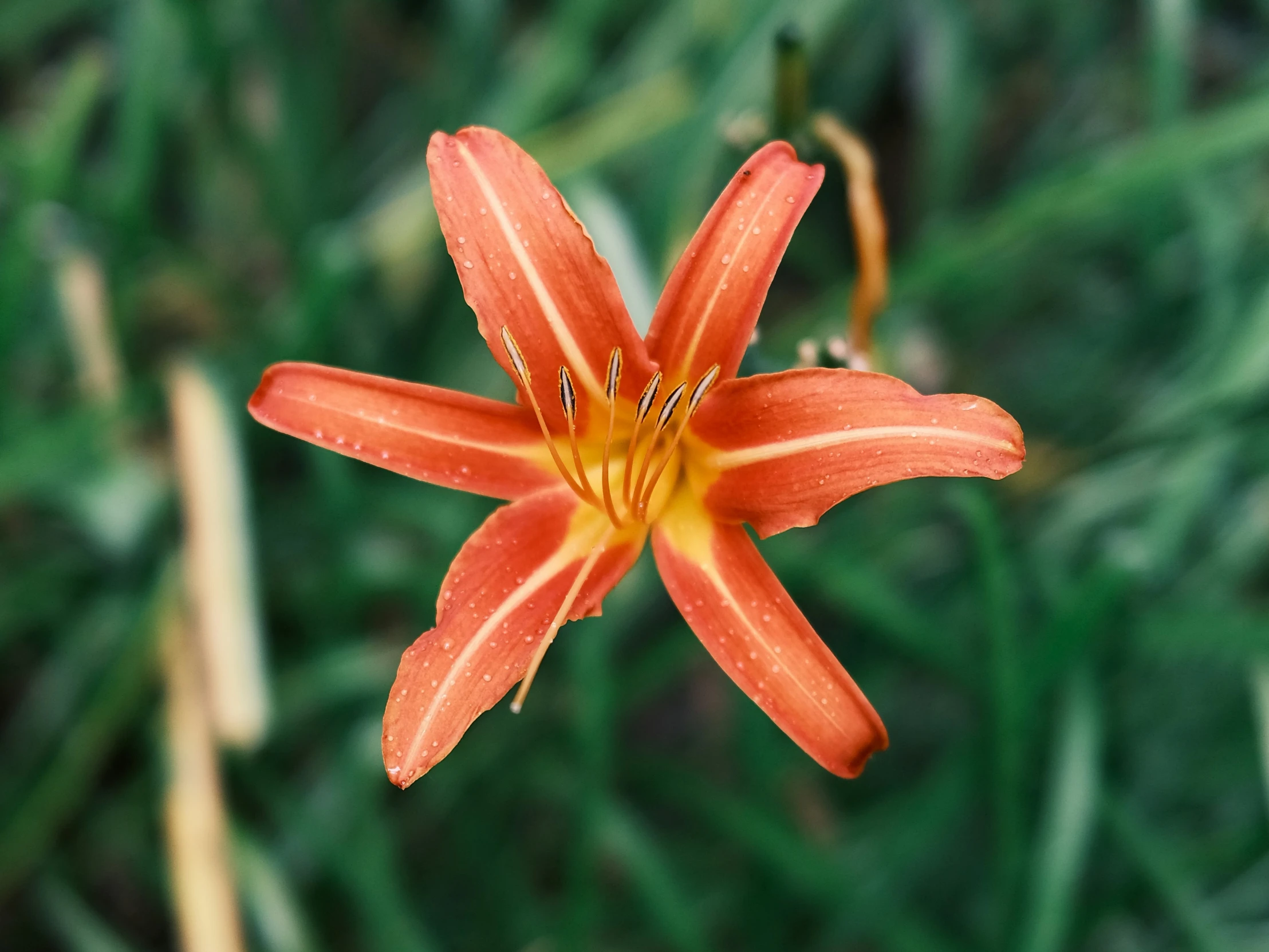 a close - up of an orange flower that looks like lily