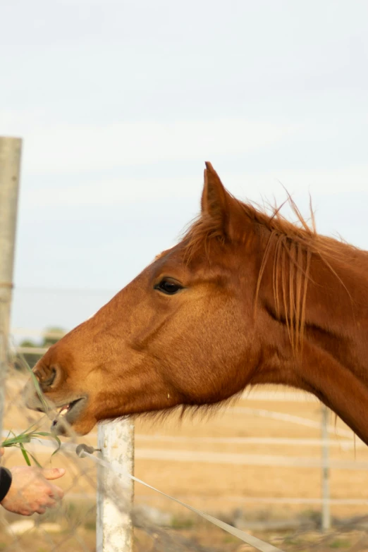 a brown horse sticking its head through the fence