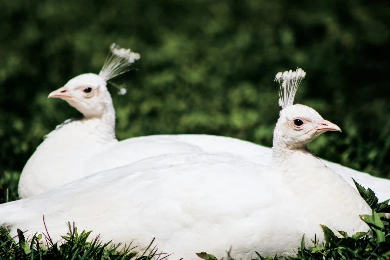 a couple of birds sitting on top of grass