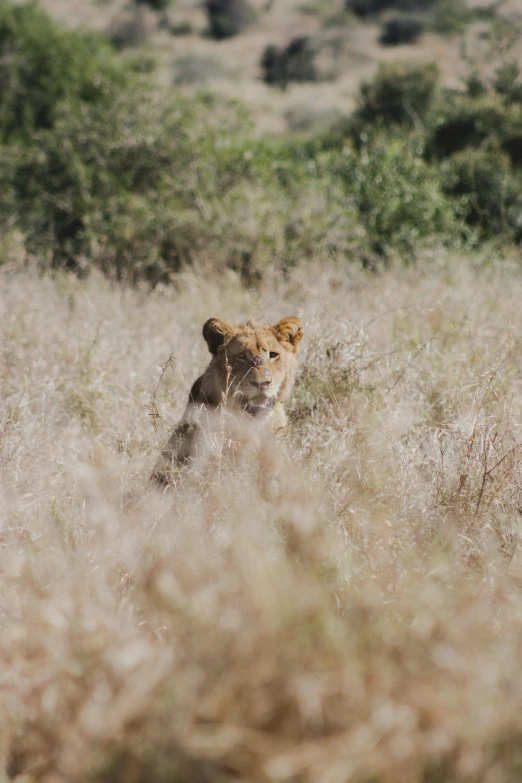 a small lion is standing in the grass