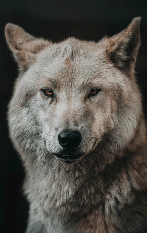 a gray wolf with an intense look on its face