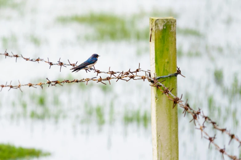 a blue bird sits on a fence post behind barbed wire