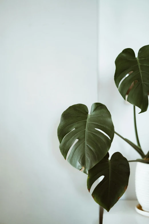 a plant in a white vase that has green leaves hanging on it