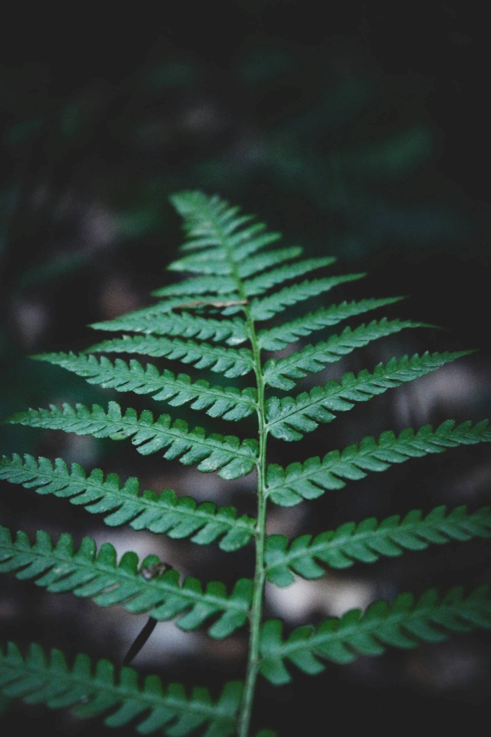 a fern with a thin green stem