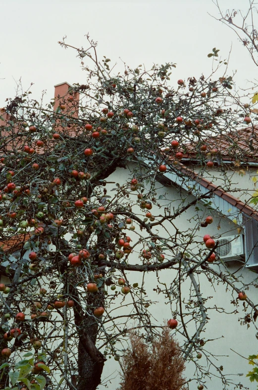 a tree with lots of fruit growing on it