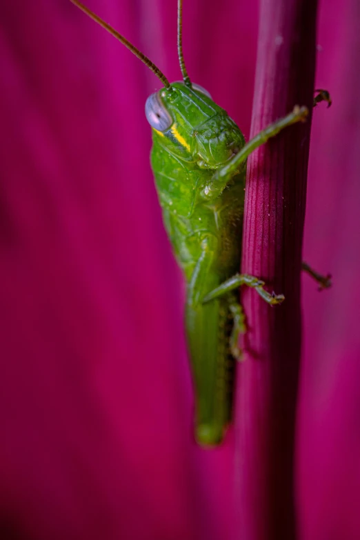 the grasshopper looks like a bug, and is perched on a flower