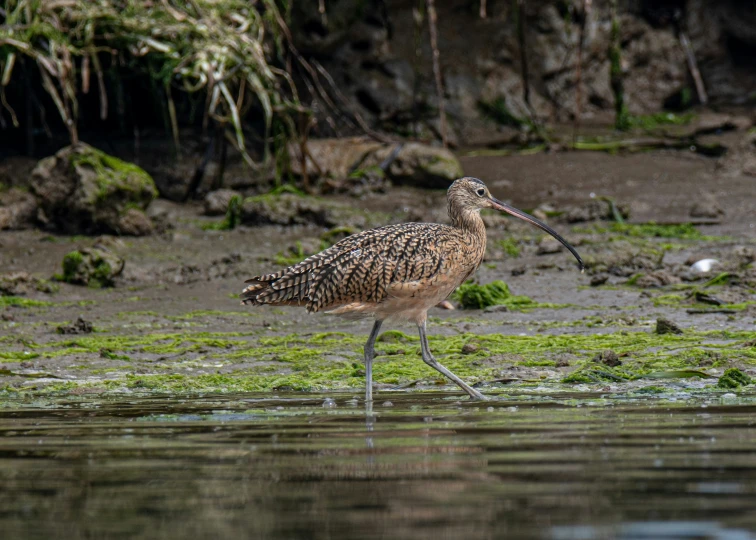 a brown bird is standing in the water