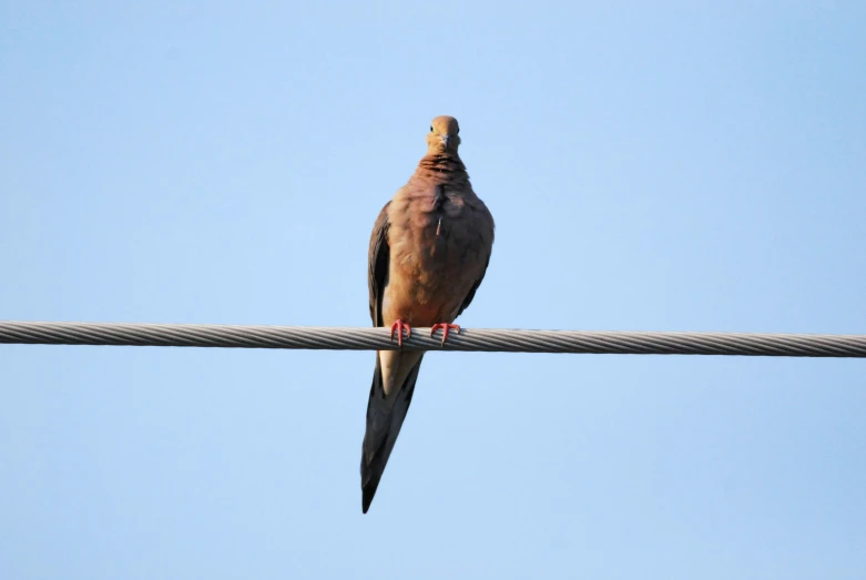 a pigeon is sitting on top of the cable