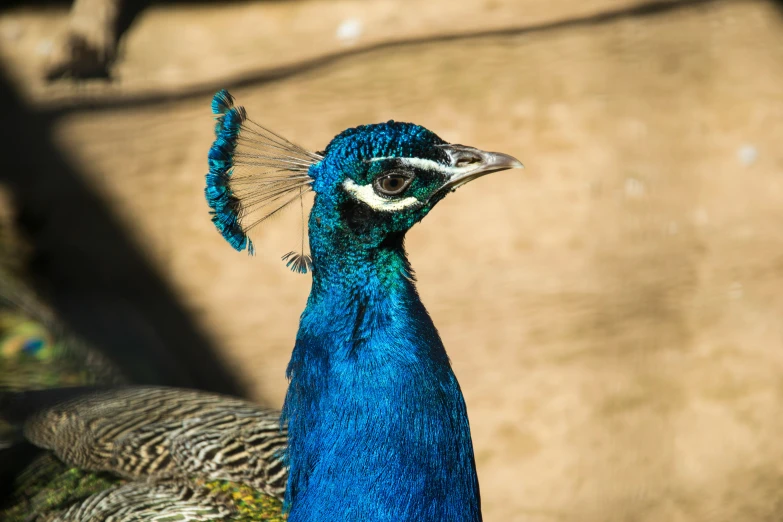 a close up s of a peacock near a tree