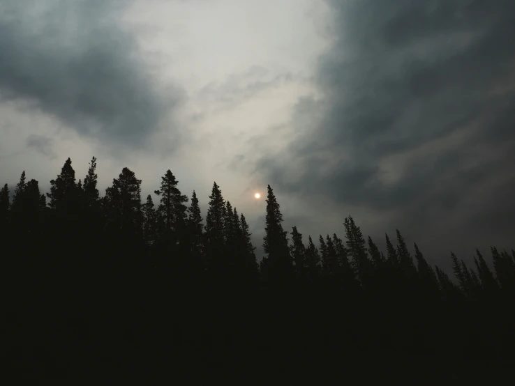 the silhouettes of trees against a dark sky