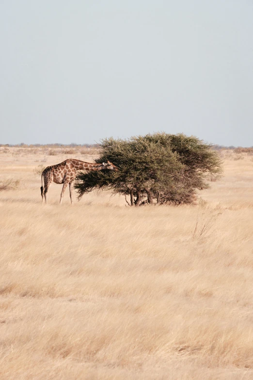 giraffe eating off of top of tree in brown field