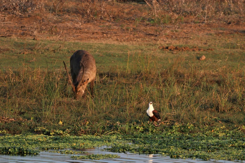 a deer grazing in some grass next to a small stream